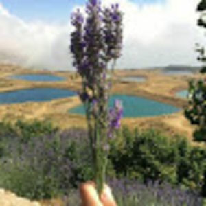 Meet your Posher, Ana